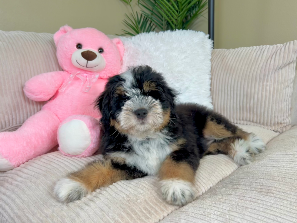 Cute Mini Bernedoodle Baby