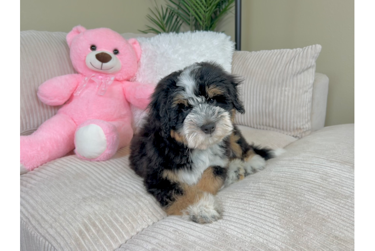 Mini Bernedoodle Pup Being Cute