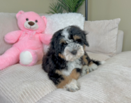 10 week old Mini Bernedoodle Puppy For Sale - Lone Star Pups