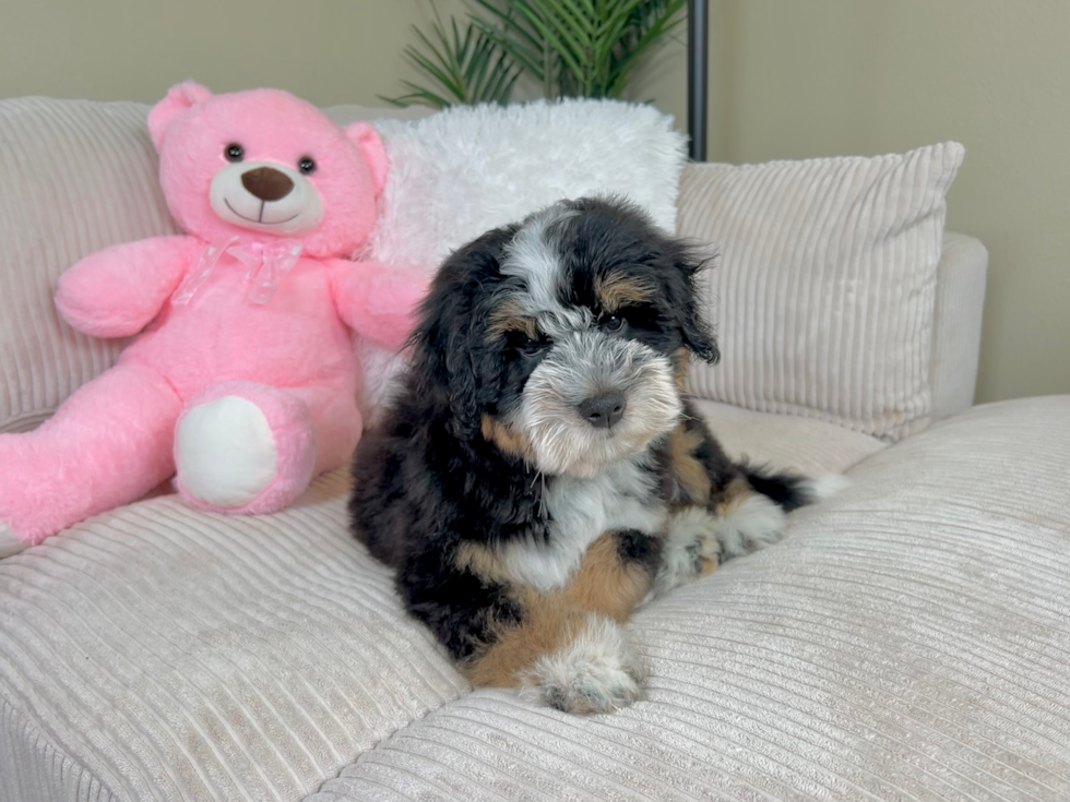 Mini Bernedoodle Pup Being Cute