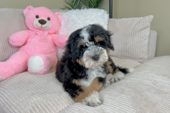 Mini Bernedoodle Pup Being Cute