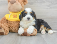 8 week old Mini Bernedoodle Puppy For Sale - Lone Star Pups