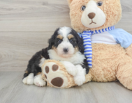 7 week old Mini Bernedoodle Puppy For Sale - Lone Star Pups