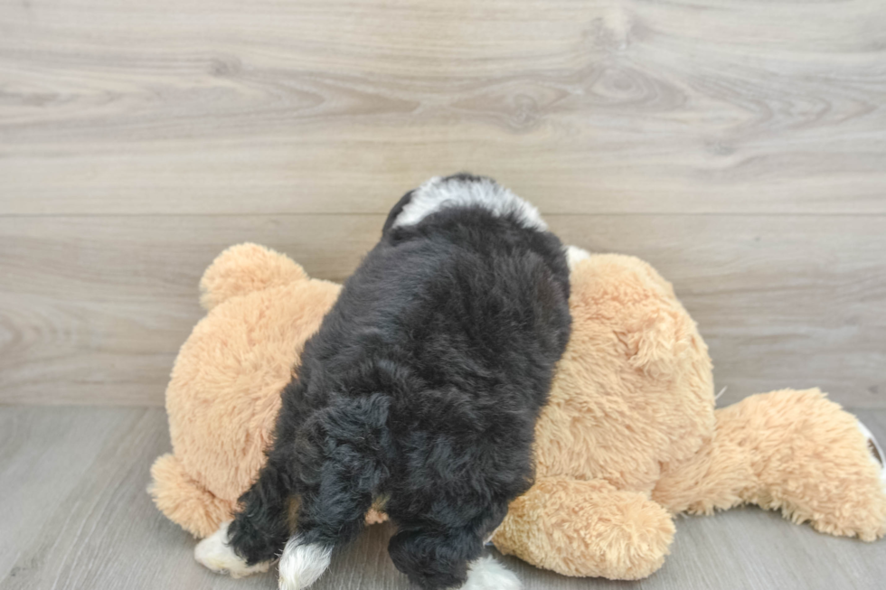 Happy Mini Bernedoodle Baby