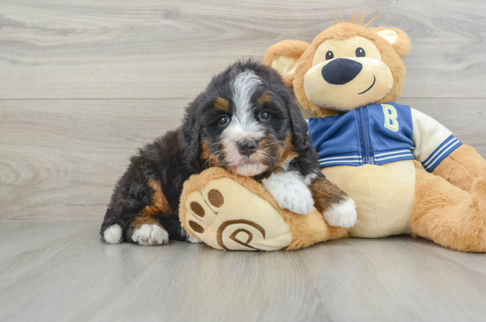 6 week old Mini Bernedoodle Puppy For Sale - Lone Star Pups