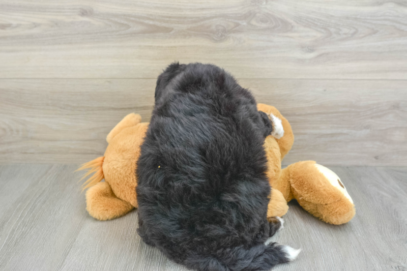 Meet Estelle - our Mini Bernedoodle Puppy Photo 2/3 - Lone Star Pups
