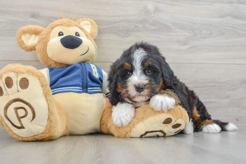 Meet Estelle - our Mini Bernedoodle Puppy Photo 3/3 - Lone Star Pups