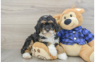 Happy Mini Bernedoodle Baby