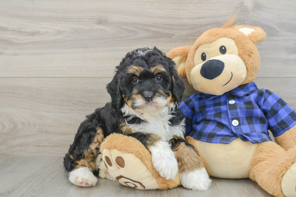 Happy Mini Bernedoodle Baby