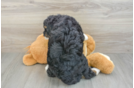 Small Mini Bernedoodle Baby