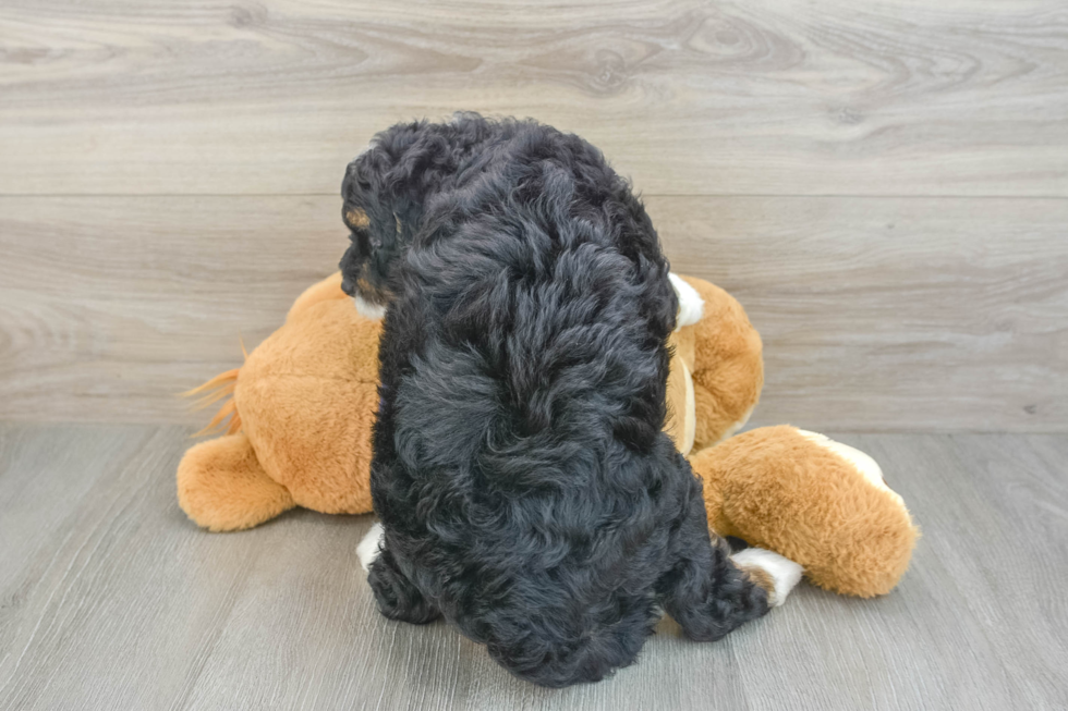 Small Mini Bernedoodle Baby