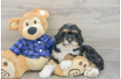 Hypoallergenic Mini Bernesepoo Poodle Mix Puppy