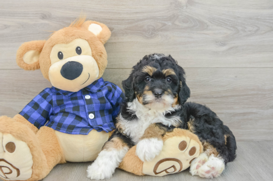 Hypoallergenic Mini Bernesepoo Poodle Mix Puppy