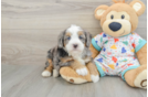 Best Mini Bernedoodle Baby