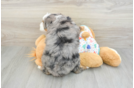 Friendly Mini Bernedoodle Baby
