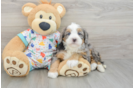 Mini Bernedoodle Pup Being Cute