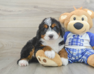 5 week old Mini Bernedoodle Puppy For Sale - Lone Star Pups
