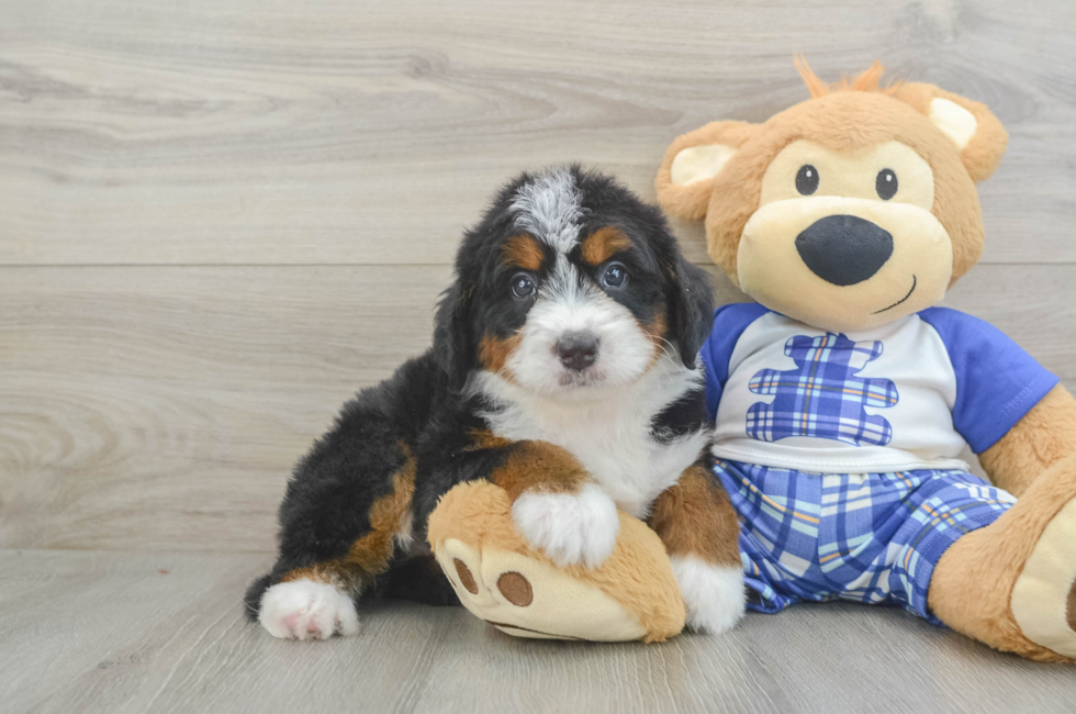 5 week old Mini Bernedoodle Puppy For Sale - Lone Star Pups