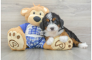 Mini Bernedoodle Pup Being Cute