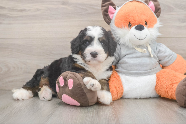 Best Mini Bernedoodle Baby