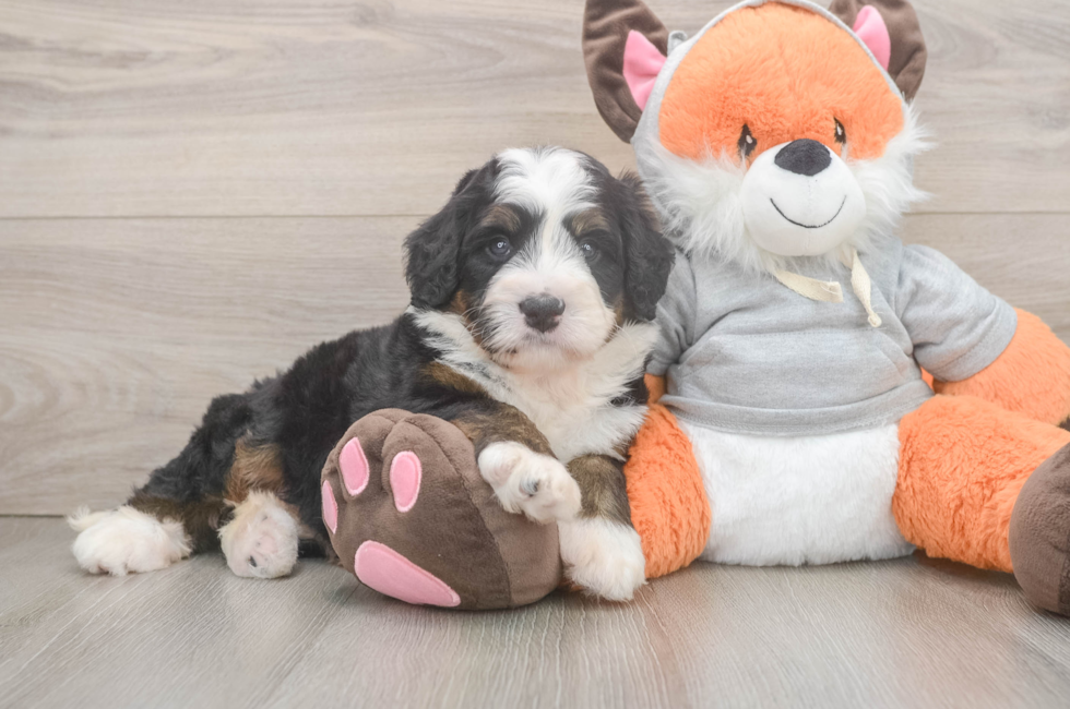 5 week old Mini Bernedoodle Puppy For Sale - Lone Star Pups