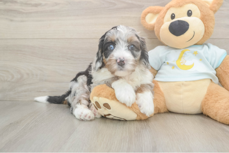 Fluffy Mini Bernedoodle Poodle Mix Pup