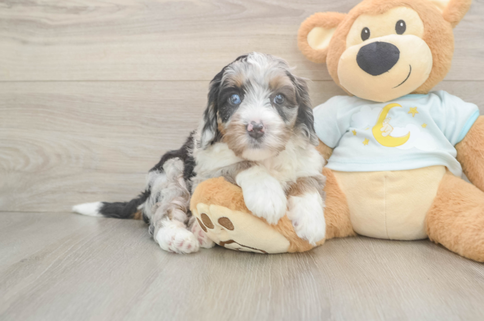 5 week old Mini Bernedoodle Puppy For Sale - Lone Star Pups