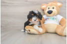 Funny Mini Bernedoodle Poodle Mix Pup