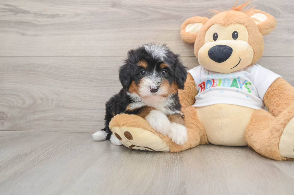 5 week old Mini Bernedoodle Puppy For Sale - Lone Star Pups