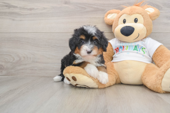Funny Mini Bernedoodle Poodle Mix Pup