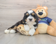 7 week old Mini Bernedoodle Puppy For Sale - Lone Star Pups