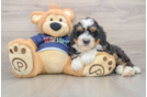Mini Bernedoodle Puppy for Adoption