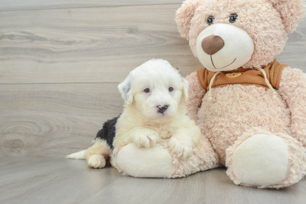 Popular Mini Bernedoodle Poodle Mix Pup