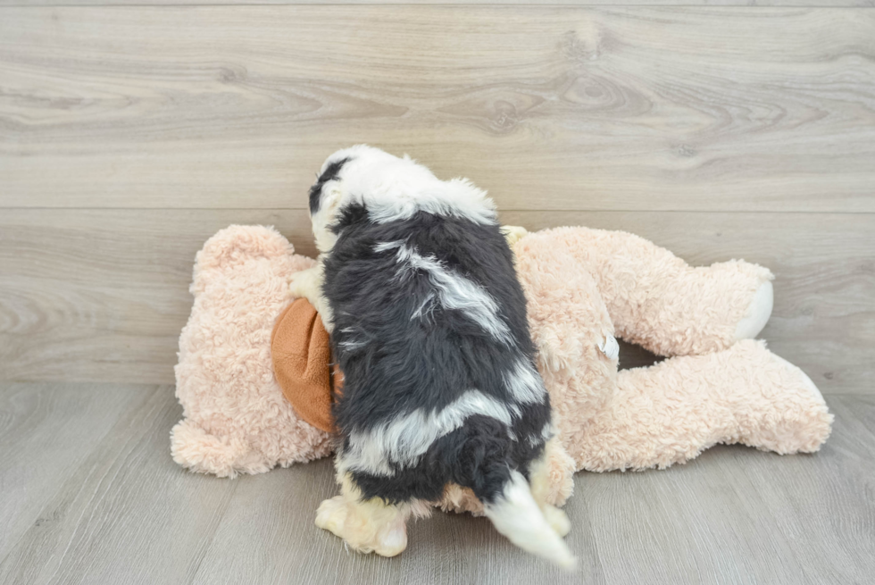 Funny Mini Bernedoodle Poodle Mix Pup