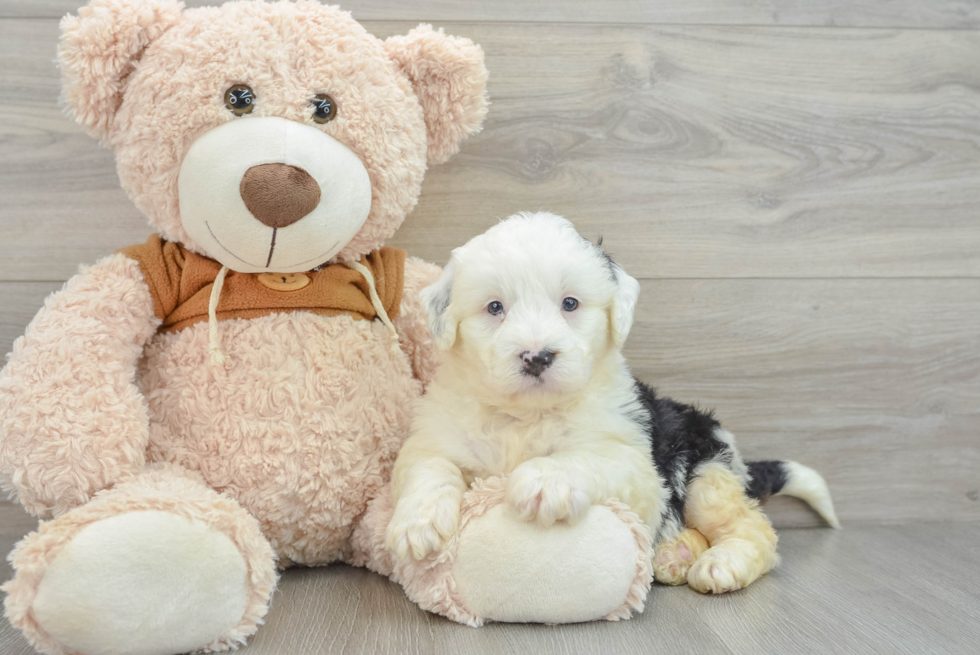 Mini Bernedoodle Puppy for Adoption