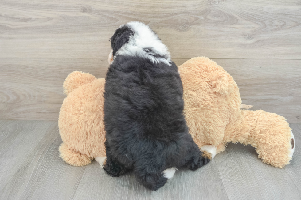 Popular Mini Bernedoodle Poodle Mix Pup