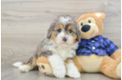 Mini Bernedoodle Puppy for Adoption