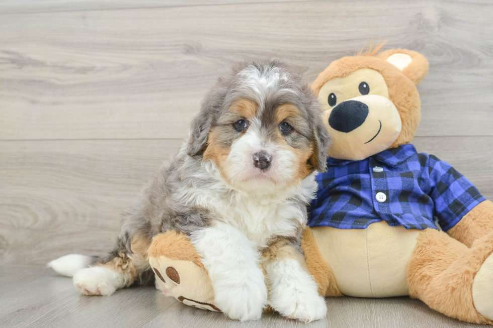 Mini Bernedoodle Puppy for Adoption