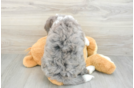 Cute Mini Bernedoodle Baby