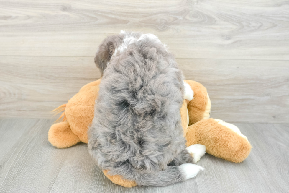 Cute Mini Bernedoodle Baby