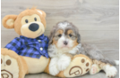 Best Mini Bernedoodle Baby