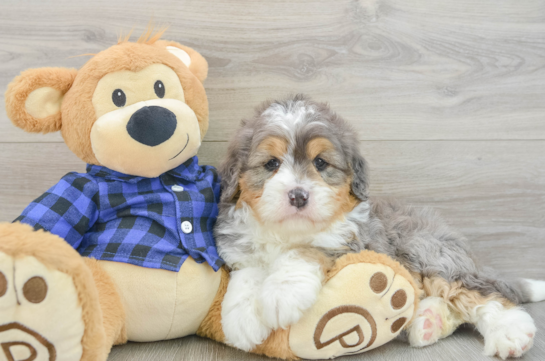 Best Mini Bernedoodle Baby