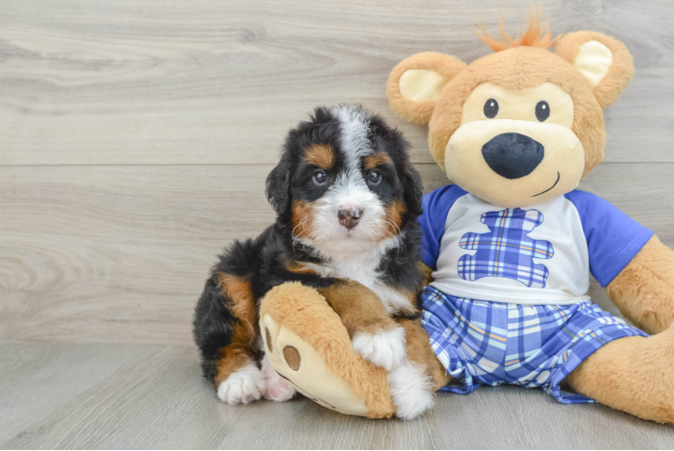 Playful Bernadoodle Poodle Mix Puppy