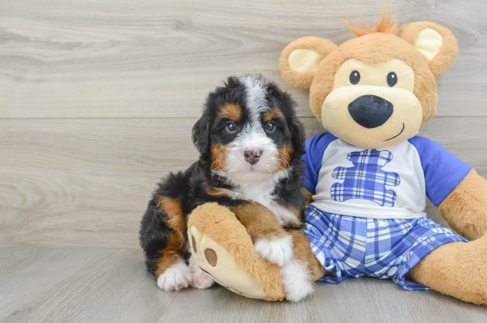 6 week old Mini Bernedoodle Puppy For Sale - Lone Star Pups