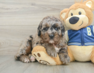 5 week old Mini Bernedoodle Puppy For Sale - Lone Star Pups