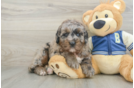 Mini Bernedoodle Pup Being Cute