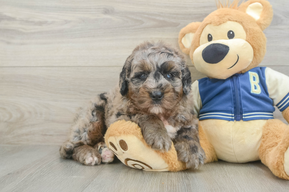 5 week old Mini Bernedoodle Puppy For Sale - Lone Star Pups