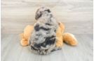 Cute Mini Bernedoodle Baby