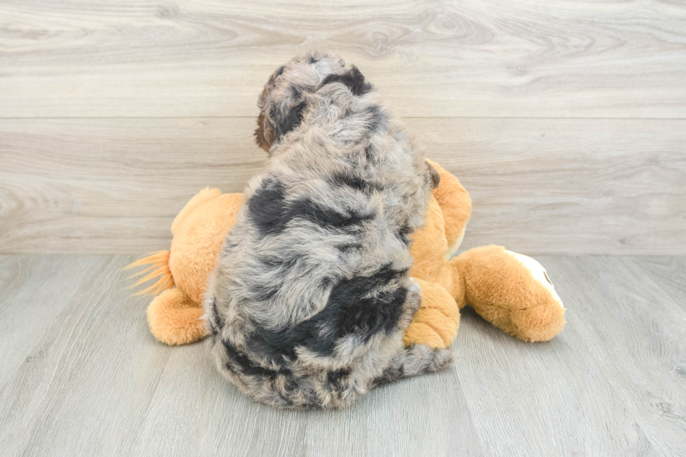 Cute Mini Bernedoodle Baby