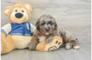 Playful Mini Bernese Poodle Poodle Mix Puppy